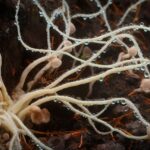 fungal networks share resources together