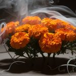 peaceful smoky marigold flowers